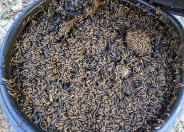 Procesamiento de Basura Orgánica con Larvas de Mosca Soldado Negro