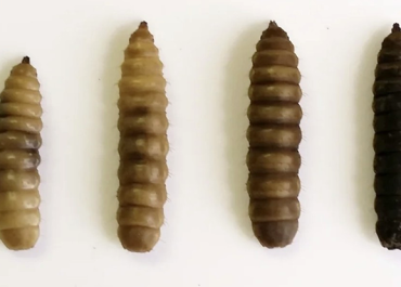 Ciclo de Vida de la Mosca Soldado Negro