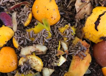 Tipos de Basura Orgánica que Pueden Procesar las Larvas de Mosca Soldado Negro (BSFL)